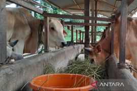 Masjid Raya Medan bagikan 600 kantong daging kurban pada  masyarakat