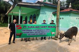 Rayakan Idul Adha, PT Sukajadi Sawit Mekar bagikan 10 sapi kurban untuk masyarakat