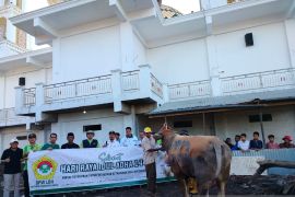 LDII Sumbar salurkan sapi kurban bagi korban banjir di Tanah Datar