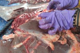 Bagian daging terpapar cacing hati harus dibakar