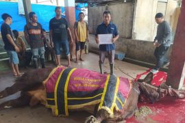 Selebgram Shella Saukia sumbang sapi kurban 1,2 ton untuk warga Kota Banda Aceh
