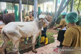 Pemprov DKI latih 80 orang juru sembelih halal tahun ini