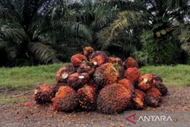 Harga TBS  di Kaltim periode 1-15 juni turun