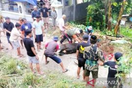 Warga nonmuslim di Toraja dapat pembagian daging kurban