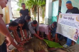 Idul Adha 1445 H, THPS sembelih dua hewan kurban