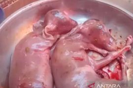 Viral video sapi kurban jantan di Pekanbaru miliki dua janin