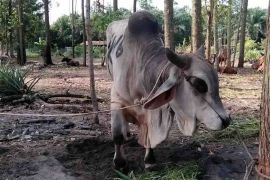 Distan Kobar temukan 16 ekor sapi terinfeksi cacing hati