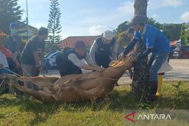 RSUD Bangka Selatan sembelih 4 hewan kurban