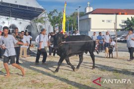 Pj Wali Kota Pangkalpinang potong sapi kurban di Masjid Kubah Timah