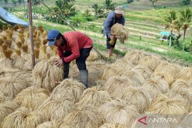 Petani di Desa Jatiluwih mulai panen padi beras merah