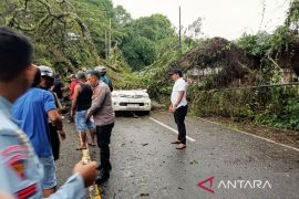 Pohon tumbang tewaskan pengemudi mobil di Tawiri Ambon