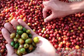 Pemkab Kuningan perkuat kelembagaan petani perkebunan