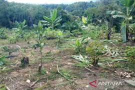Pemkab Aceh Barat laporkan gangguan gajah ke BKSDA