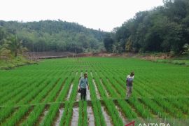 Embung tingkatkan produksi tanam padi petani Lantosan Rogas Tapsel