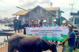 Adaro Logistics Group bagikan hewan kurban di wilayah operasional