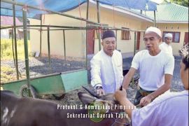 Pj Bupati Tapin sumbang hewan kurban lima ekor sapi kepada warga