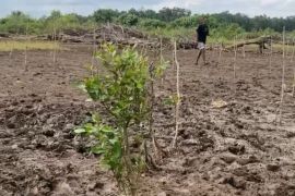 DKP Kalsel tanam ratusan ribu mangrove di pesisir pantai