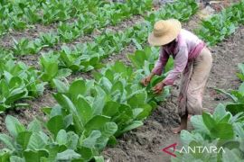 Pemkab Pamekasan alokasikan BLT untuk buruh tani tembakau