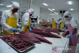 Morotai dan Awal Kebangkitan Hilirisasi Tuna Nusantara