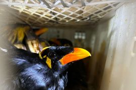 Karantina gagalkan pengiriman burung dilindungi tanpa dokumen di Bakauheni