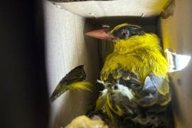 Karantina Lampung menggagalkan pengiriman satwa dilindungi tanpa dokumen