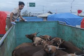BKHIT Maluku catat peningkatan pengiriman ternak menjelang perayaan Idul Adha