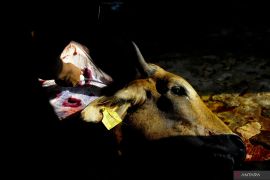 Berapa banyak jatah daging kurban untuk sohibul kurban?