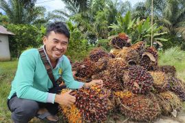 Harga buah sawit terkini Kalbar Rp2.731 per kilogram