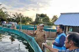 Budidaya udang vaname sistem MSF desa berdaya binaan TJSL PLN lanjutkan penebaran benih tahap kedua