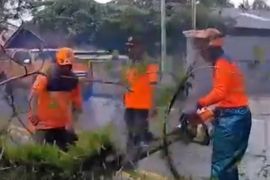 BPBD Ambon pangkas pohon rawan tumbang sepanjang jalan kota