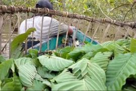 Ombudsman RI mendalami masalah ekspor kratom petani Putussibau Kalbar