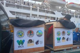 BKSDA Maluku terima translokasi 69 satwa liar endemik dari Sulut