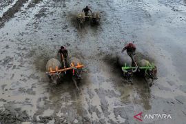 Awal musim tanam disambut dengan tradisi karapan kerbau