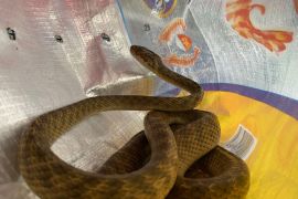 BKSDA Maluku terima penyerahan ular pohon dari Damkar Ambon