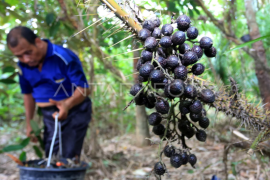 Harga buah jernag turun di Aceh Page 1 Small