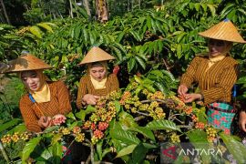 Festival Petik Kopi di Temanggung