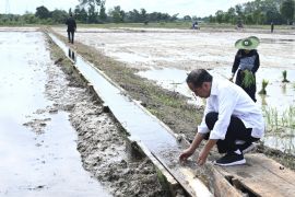 Jokowi envisions East Kotawaringin as Nusantara food buffer