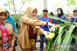 Banyuwangi dukung petani buah naga  kembangkan varietas baru
