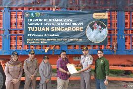 Puluhan ribu ekor ayam hidup asal Kabupaten Bintan diekspor ke Singapura
