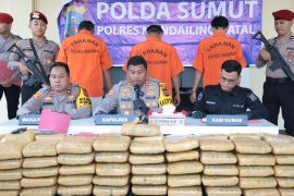Polres Mandailing Natal tangkap tiga kurir ganja,  ini daerah tujuannya