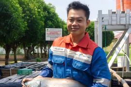 Kilang Pertamina Plaju turut mendukung program konservasi Ikan Belida