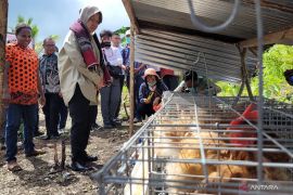 Kemensos bantu modal ayam petelur dan renovasi rumah warga di Tanimbar