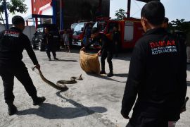 Pelatihan snake rescue petugas Damkar Madiun