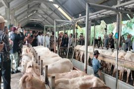 Indonesia pushes dairy goat farming to boost milk production