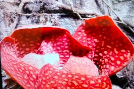 Lima individu bunga rafflesia mekar sempurna bersamaan di Sumatera Barat