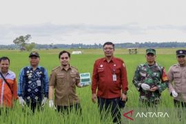 Pemkab HST dapat bantuan Kementan optimalisasi tanam padi di lahan rawa