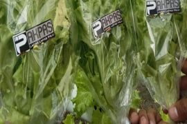 Tanaman hidroponik warga binaan diminati masyarakat