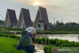 Menikmati hamparan sawah Calina Bato Sumenep
