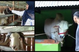 Mereka menanggapi swasembada pangan hewani dari tangan kaum milenial