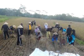 Magelang panen padi varietas IR Nutri Zinc khusus atasi stunting